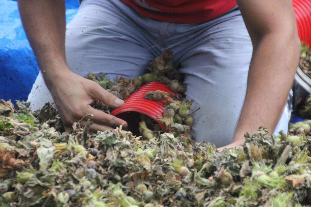 Yılda sadece 50 gün çalışıyorlar! Saatlik kazançları 6 bin TL 1